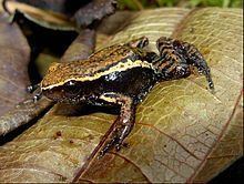Cream-backed poison frog httpsuploadwikimediaorgwikipediacommonsthu