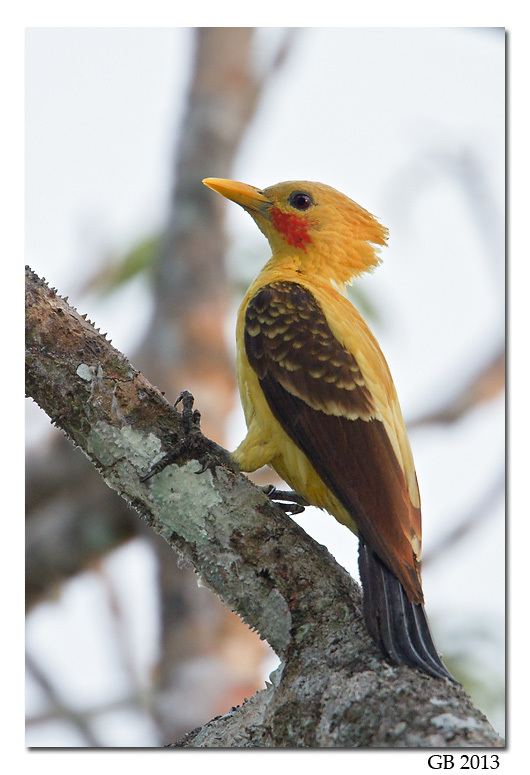 Cream-colored woodpecker CREAMCOLORED