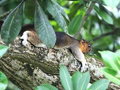 Cream-coloured giant squirrel Creamcoloured Giant Squirrel Ratufa affinis