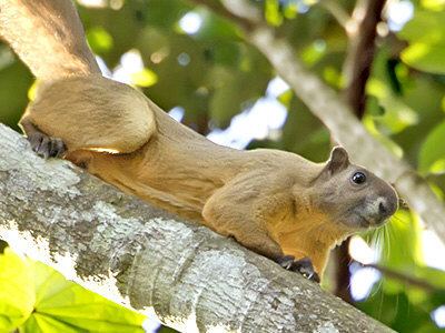 Cream-coloured giant squirrel Creamcoloured Giant Squirrel Ratufa affinis