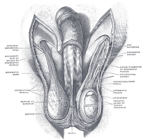 Cremasteric artery