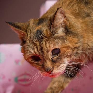 Creme Puff (cat) Poppy Is Crowned World39s Oldest Living Cat at Age 24 NBC News