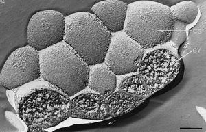 Crenarchaeota Thermosphaera MicrobeWiki