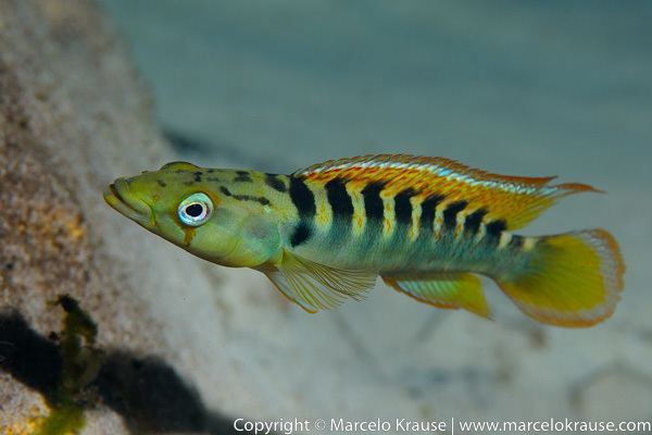 Crenicichla 1000 images about Crenicichla on Pinterest South america