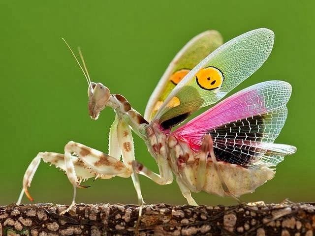 Creobroter gemmatus httpssmediacacheak0pinimgcomoriginals5f