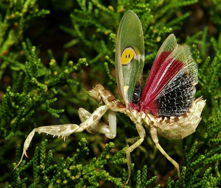 Creobroter gemmatus Jeweled Flower Mantis Creobroter gemmatus Hymenopodidae Flickr