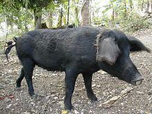 Creole pig httpsuploadwikimediaorgwikipediacommonsthu