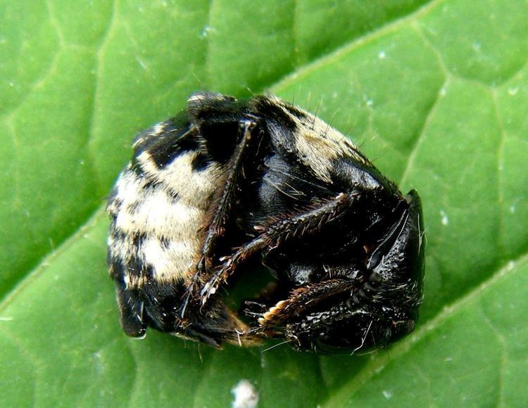 Creophilus maxillosus Hairy Rove Beetle Creophilus maxillosus NatureSpot