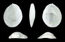 Crepidula unguiformis httpsuploadwikimediaorgwikipediacommonsthu