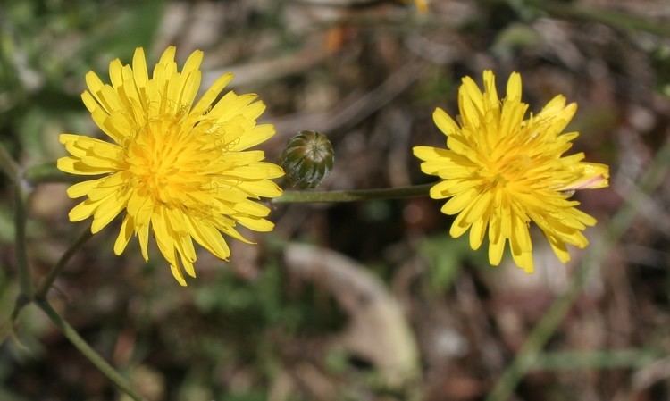 Crepis paludosa FileCrepis paludosajpg Wikimedia Commons