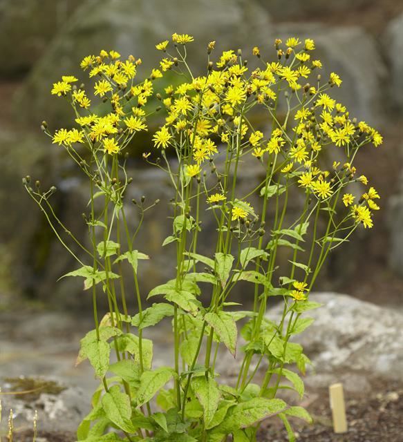 Crepis paludosa Marsh Hawks Beard Crepis paludosa Biopix photoimage 75405