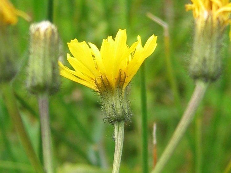 Crepis paludosa Krrfibbla Wikipedia