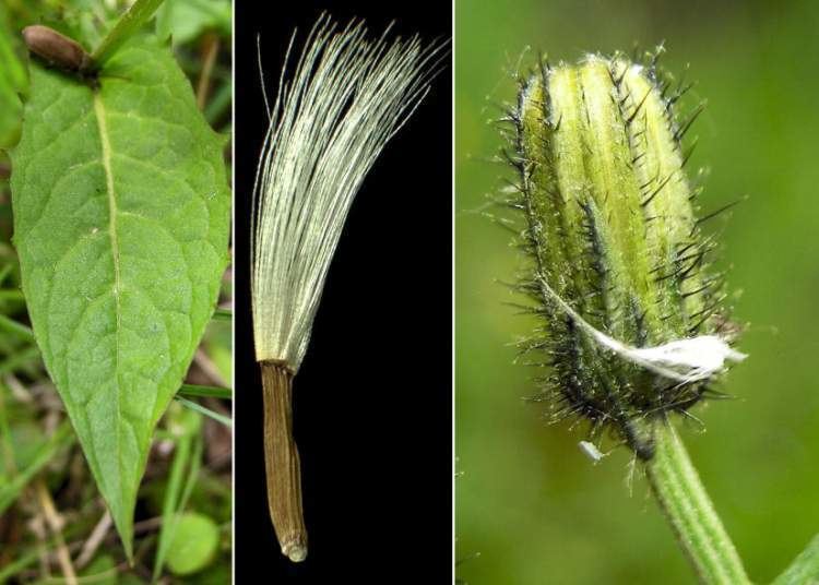 Crepis paludosa Crepis paludosa Radicchiella di palude