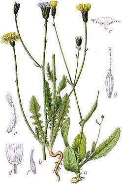 Crepis setosa Crepis setosa Wikispecies