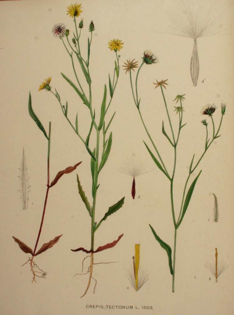 Crepis tectorum Crepis tectorum Radicchiella dei tetti