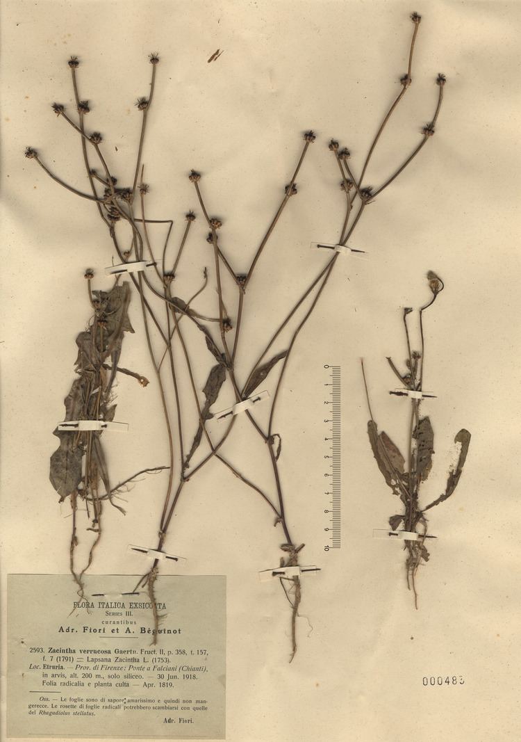 Crepis zacintha dryadesunitsitdryadesplantsfotoTS104019jpg