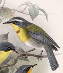 Crescent-chested warbler Crescentchested warbler Wikipedia