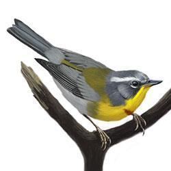 Crescent-chested warbler Crescentchested Warbler Identify Whatbirdcom