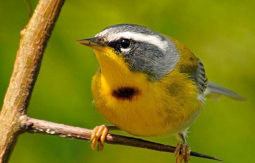 Crescent-chested warbler Bird Species Crescentchested Warbler