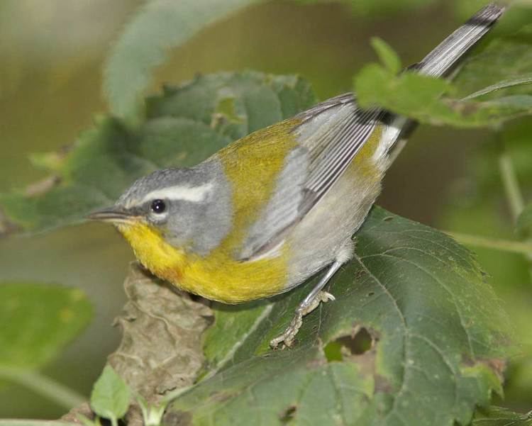 Crescent-chested warbler Crescentchested Warbler Audubon Field Guide