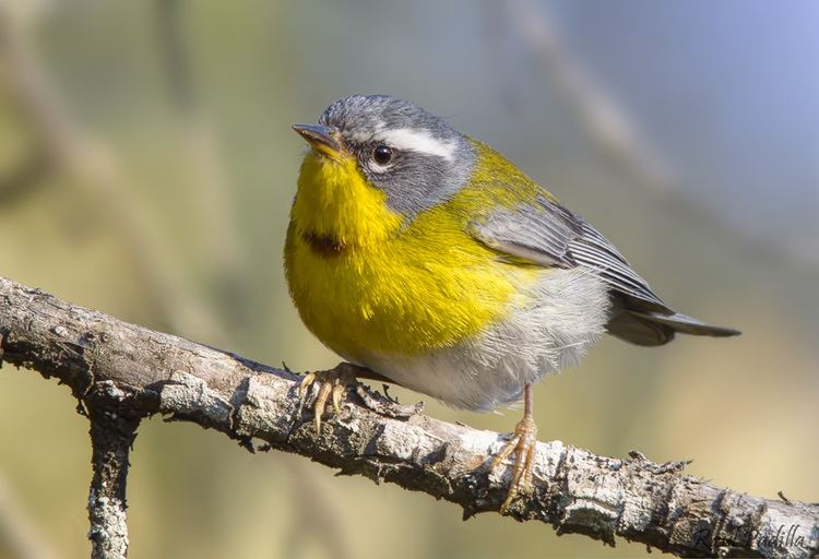 Crescent-chested warbler ImageOreothlypis superciliosa Crescentchested Warblerjpg