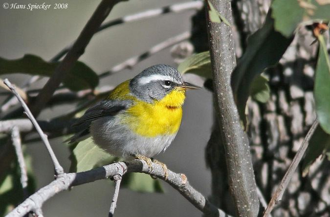 Crescent-chested warbler Crescentchested Warbler