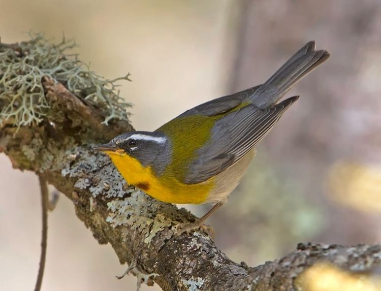 Crescent-chested warbler Oaxaca Legendary Birds and Temples Tropical Birding