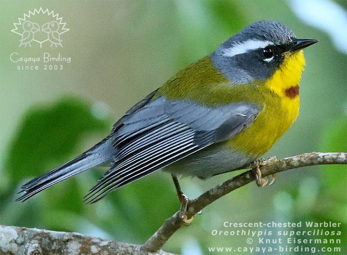 Crescent-chested warbler Crescentchested Warbler CAYAYA BIRDING photo of the month