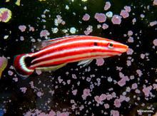 Crescent-tail hogfish httpsuploadwikimediaorgwikipediacommonsthu