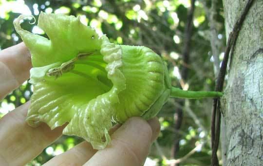 Crescentia cujete Calabashtree CRESCENTIA CUJETE