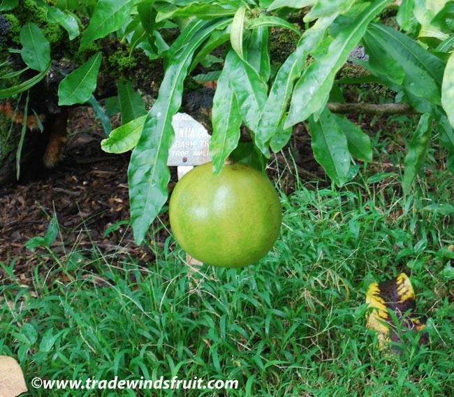 Crescentia cujete Calabash Tree Crescentia cujete Seeds