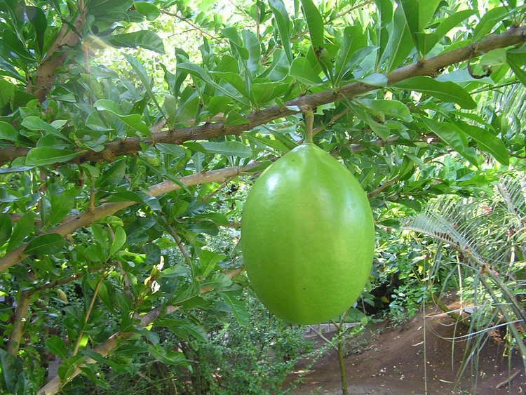 Crescentia cujete FileCrescentia cujete 1jpg Wikimedia Commons