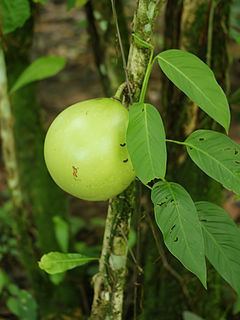 Crescentia cujete Crescentia cujete Wikipedia