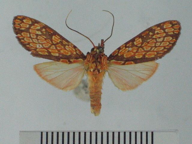 Cresera affinis