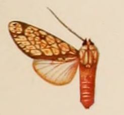 Cresera similis