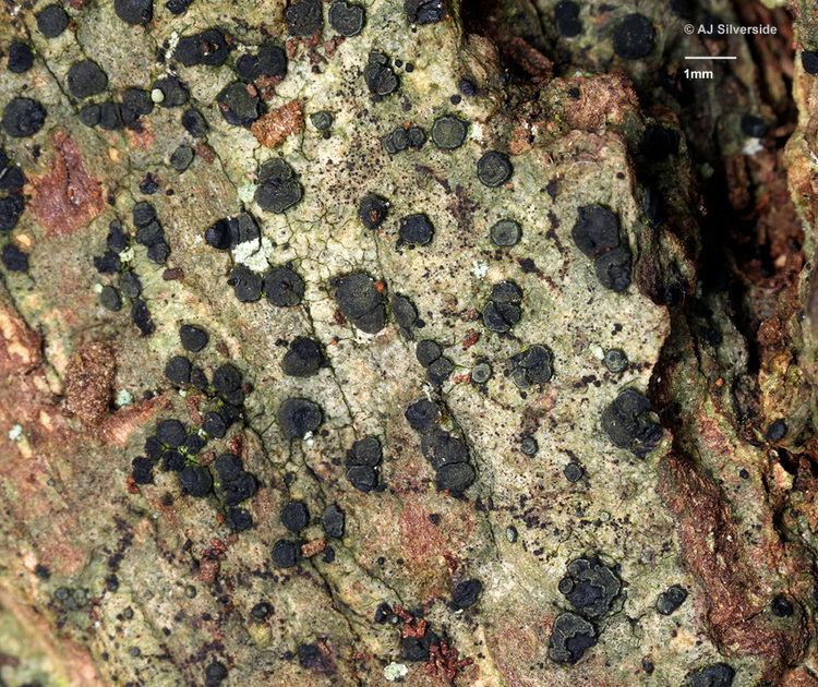 Cresponea Cresponea premnea images of British lichens