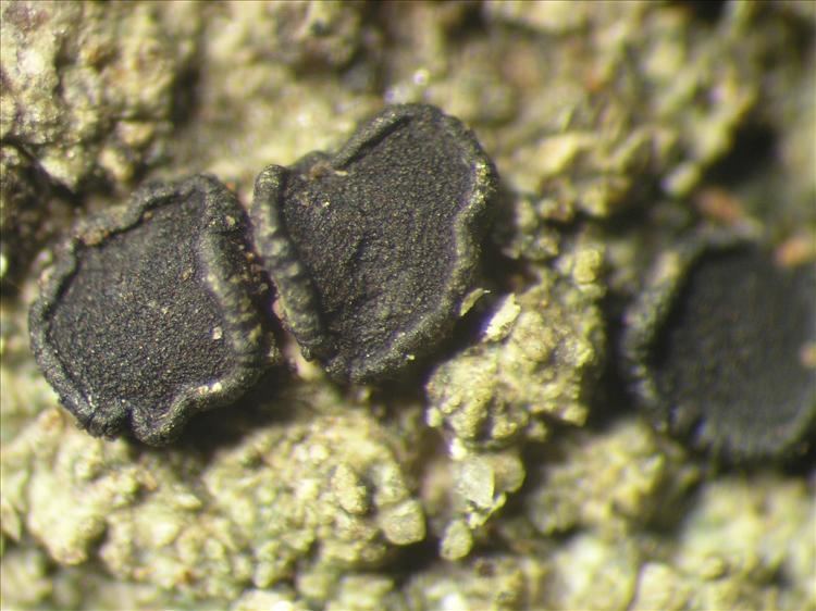 Cresponea Cresponea proximata Pictures of Tropical Lichens