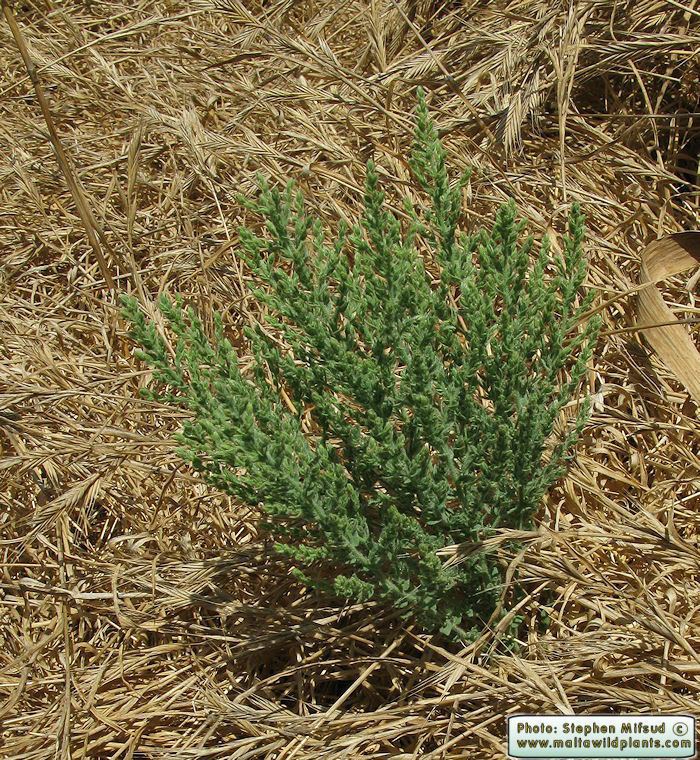Cressa cretica Wild Plants of Malta amp Gozo Plant Cressa cretica Mediterranean