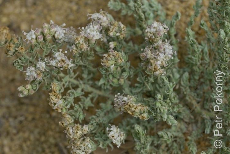 Cressa cretica Common Plants of the Western Desert of Egypt by Petr Pokorn and