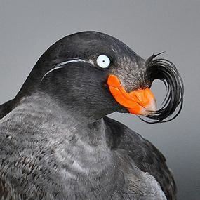Crested auklet Crested Auklets Winter in the Bering Sea BirdNote
