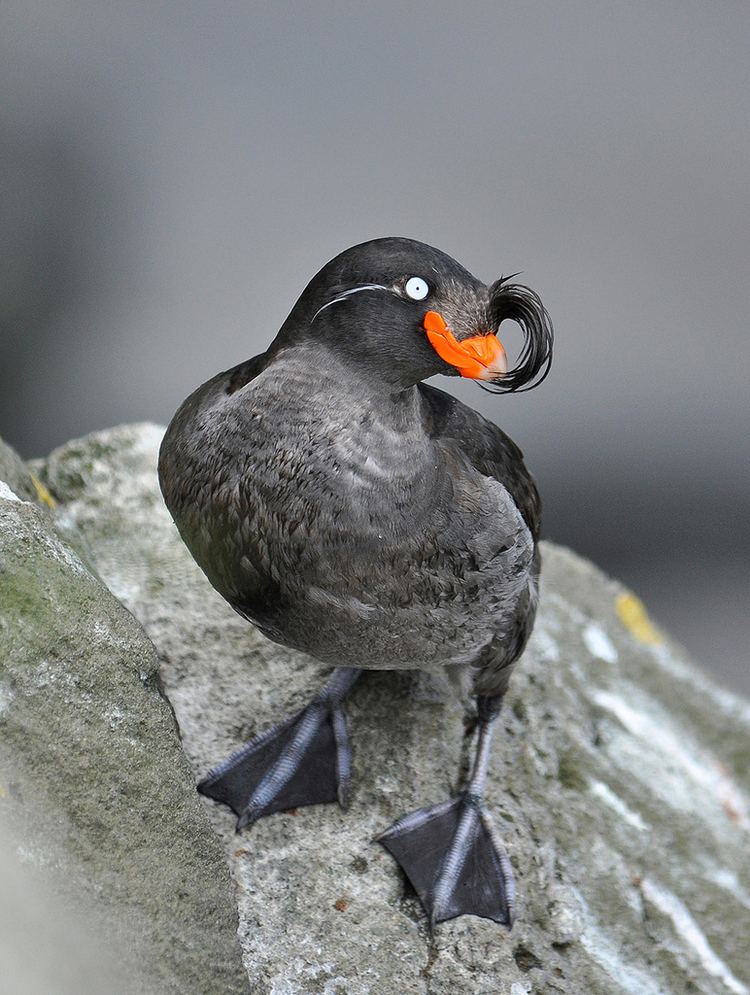 Crested auklet Crested Auklets Winter in the Bering Sea BirdNote