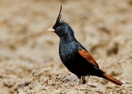 Crested bunting Crested bunting Melophus lathami Yuvaraaj complete detail