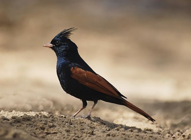 Crested bunting Oriental Bird Club Image Database Crested Bunting Melophus lathami