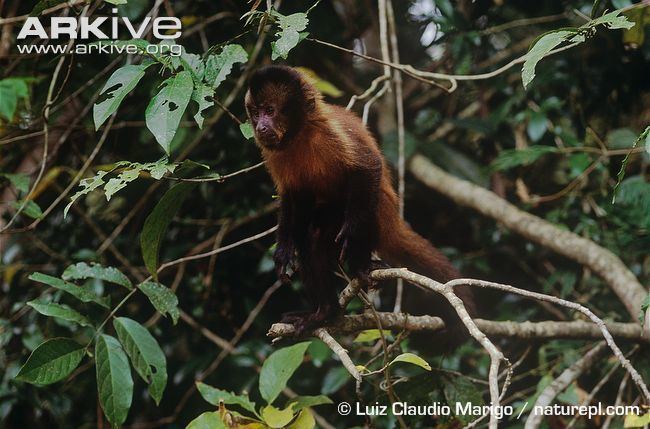 Crested capuchin Crested capuchin photo Cebus robustus G40933 ARKive