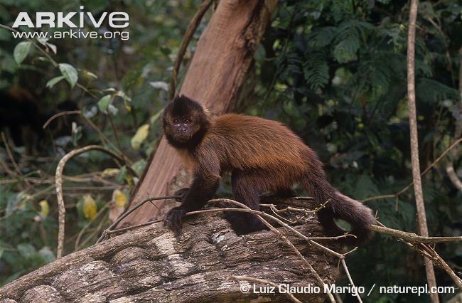 Crested capuchin Crested capuchin videos photos and facts Cebus robustus ARKive