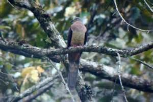 Crested cuckoo-dove animalialifeclubdataimagescrestedcuckoodove