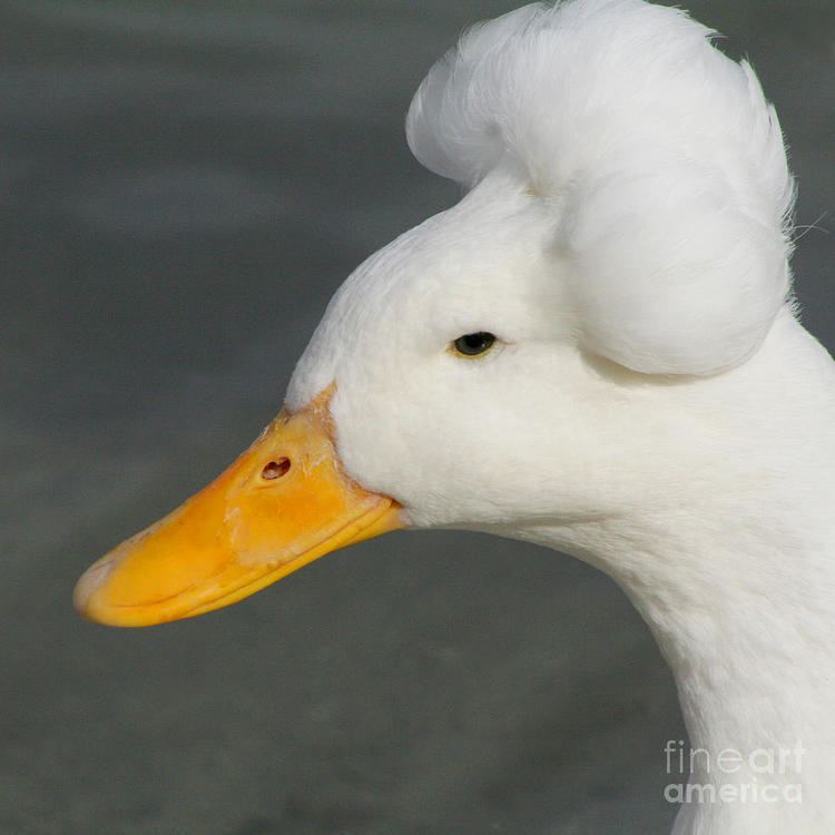 Crested (duck breed) imagesfineartamericacomimagesmediumlarge5cr