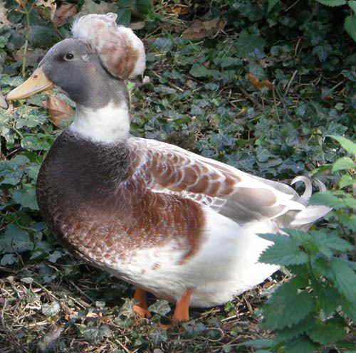 Crested (duck breed) Crested Ducks For Sale Ducks Breed Information Omlet