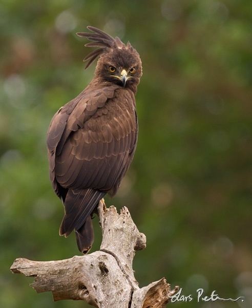 Crested eagle Longcrested Eagle Ethiopia ReVisited Bird images from foreign