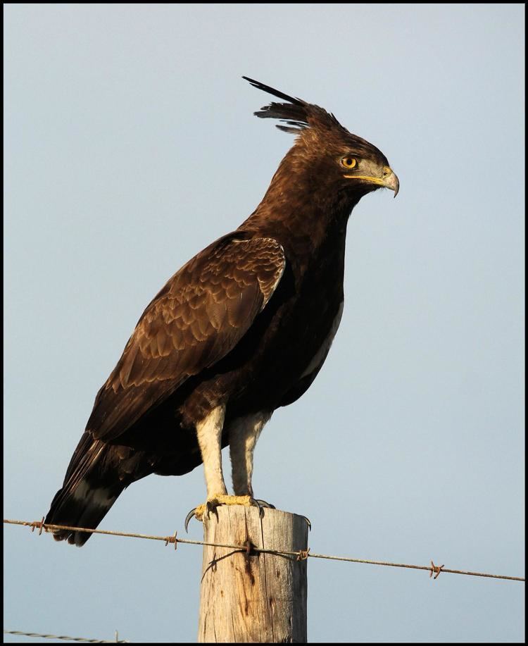 Crested eagle Longcrested Eagle
